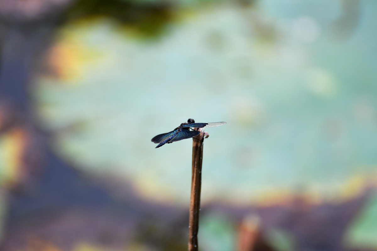 DSC_1870_副本.jpg