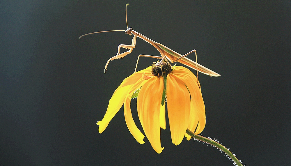 IMG_8957_10秋花秋虫.jpg