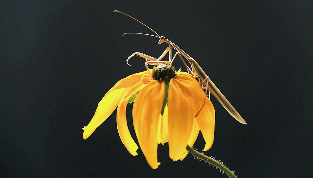 IMG_8955_10秋花秋虫.jpg