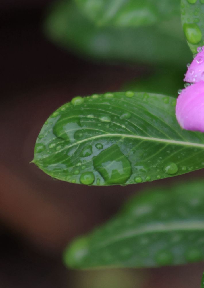 雨润绿叶红点饰，1.JPG