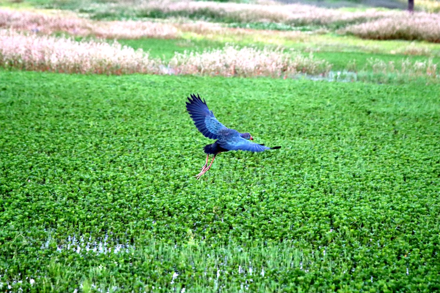 IMG_6136_副本.jpg