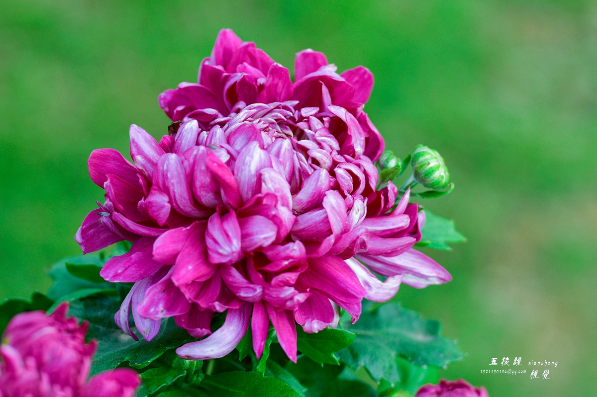 DSC_9878.JPG