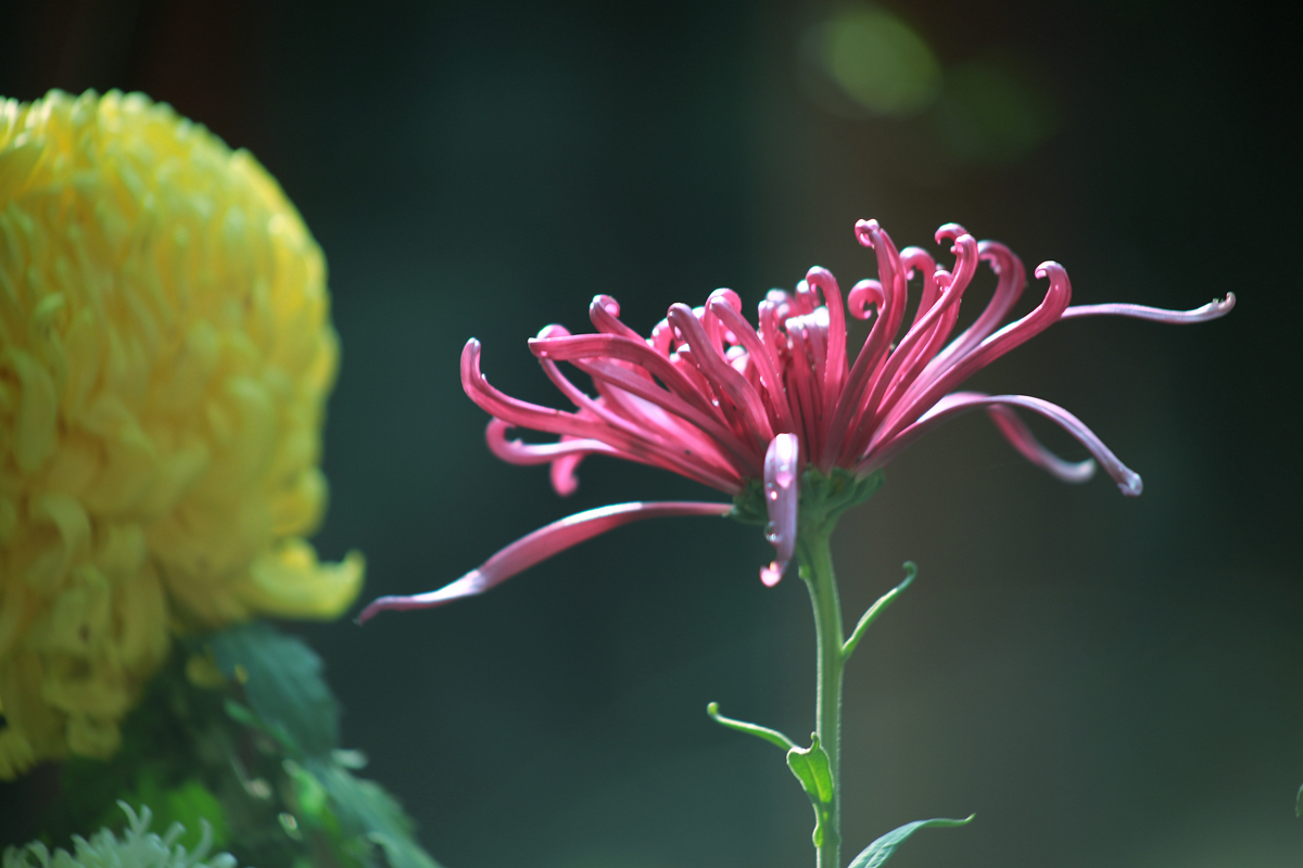 FU2A0209.JPG