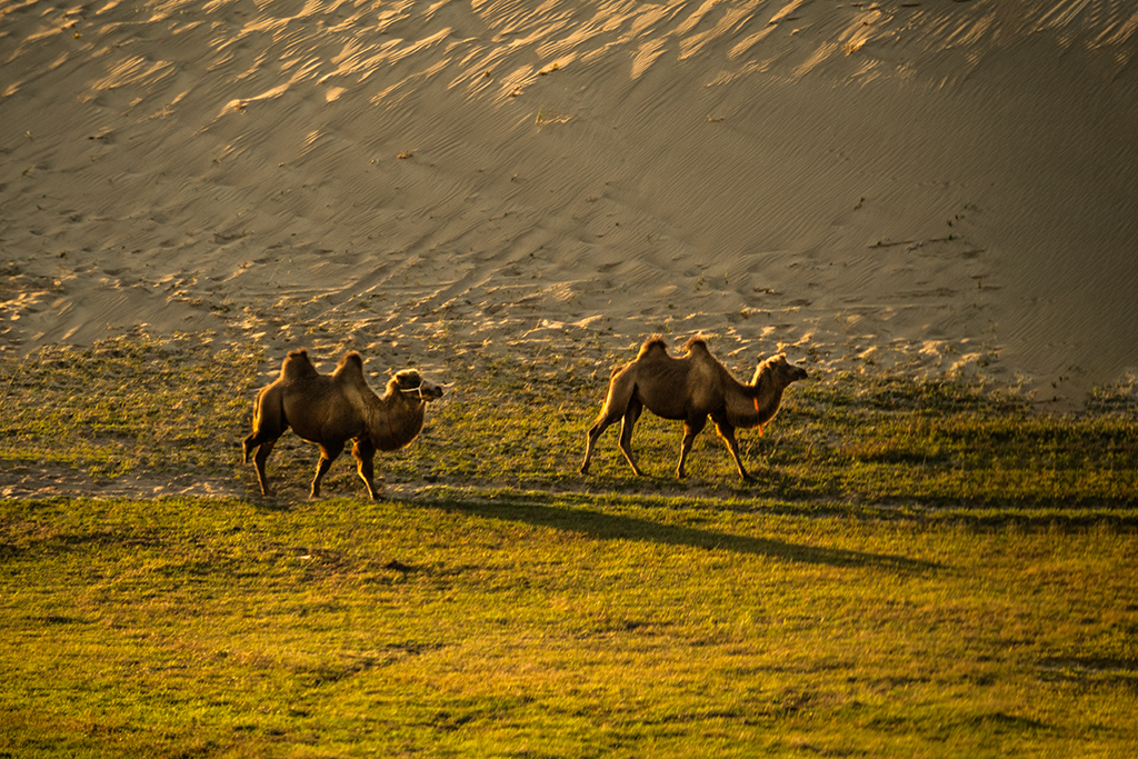 骆驼5.jpg