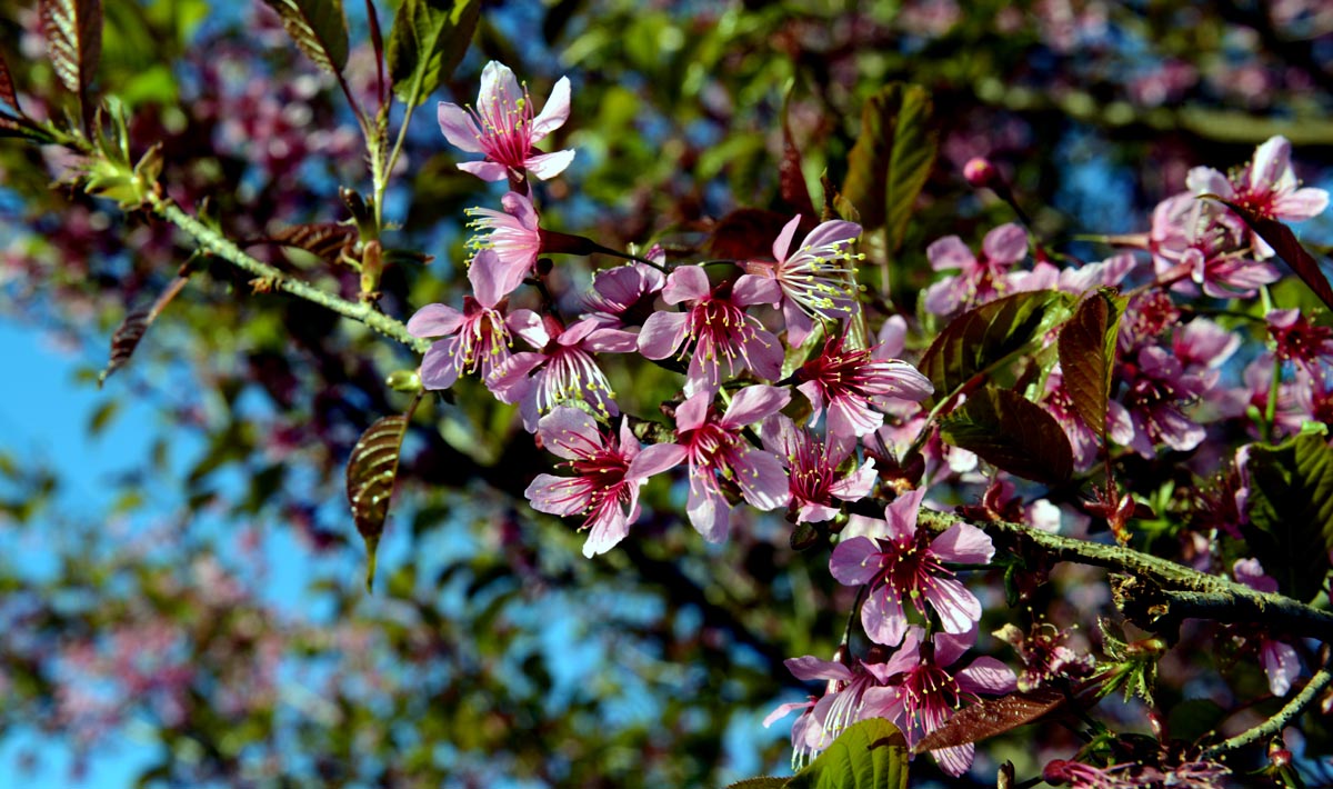 DSC_7256.JPG