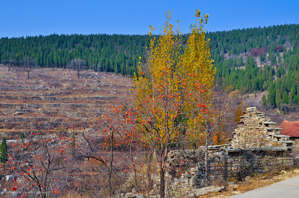 DSC_0011.JPG