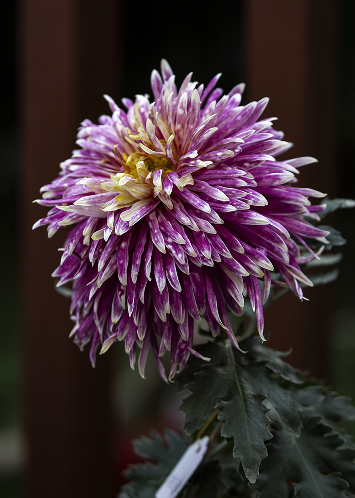 AS8E8942.jpg