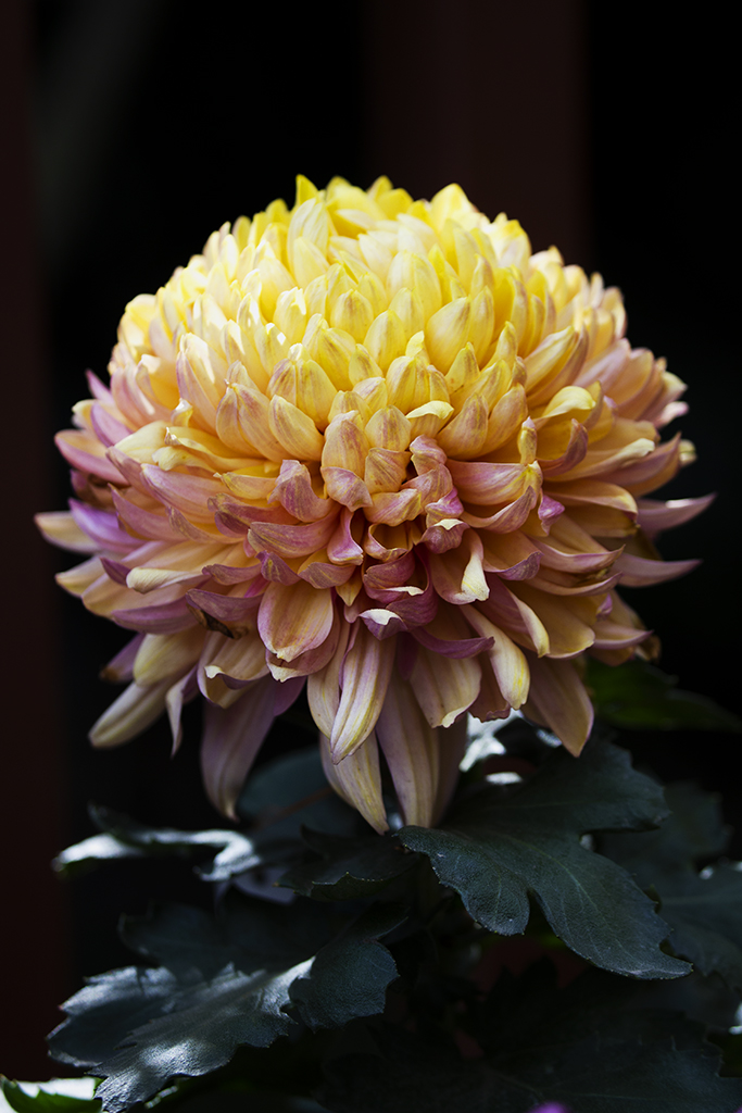 AS8E8944.jpg