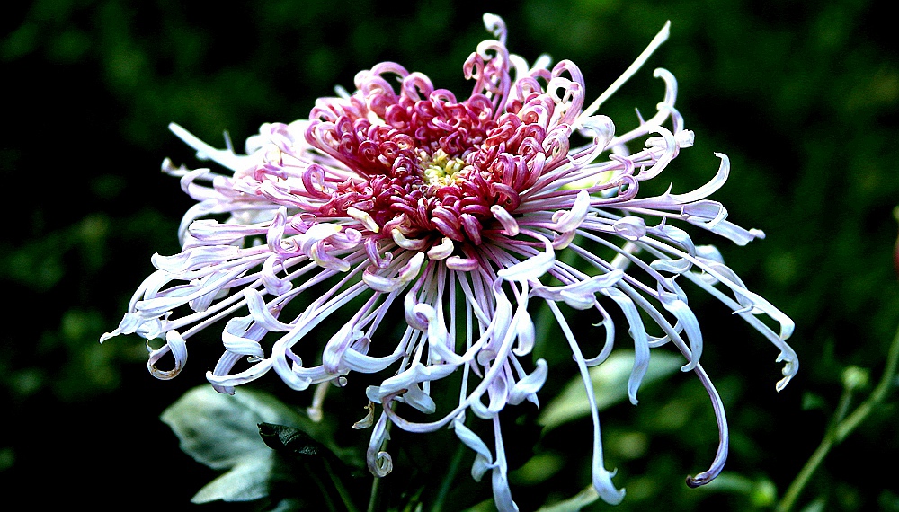 IMG_9378_10秋菊怒放.jpg