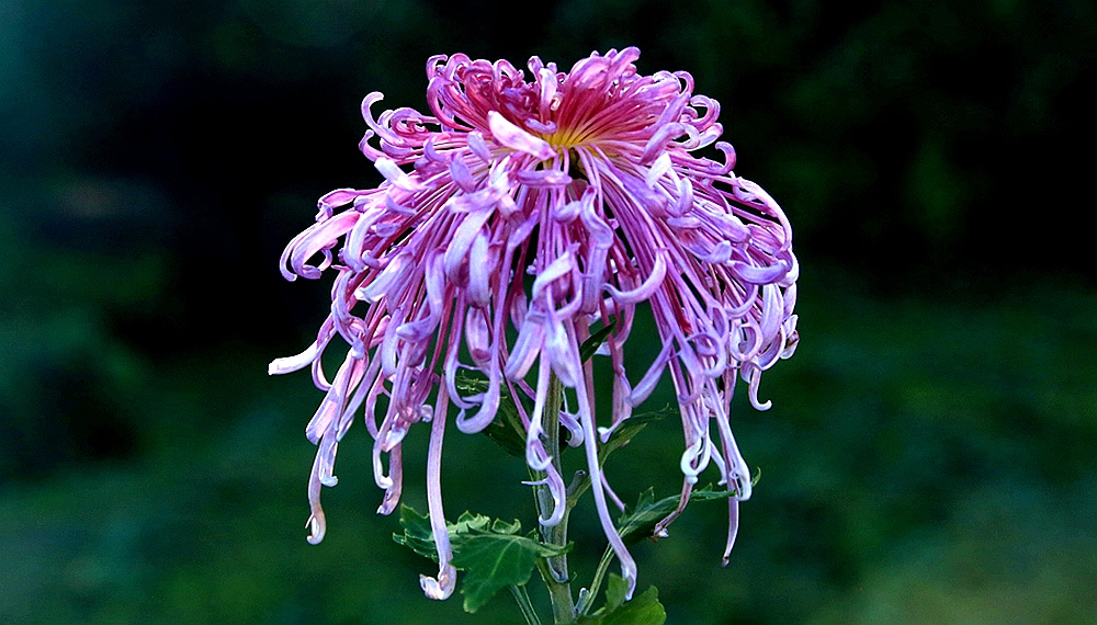 IMG_9494_10菊花怒放.jpg