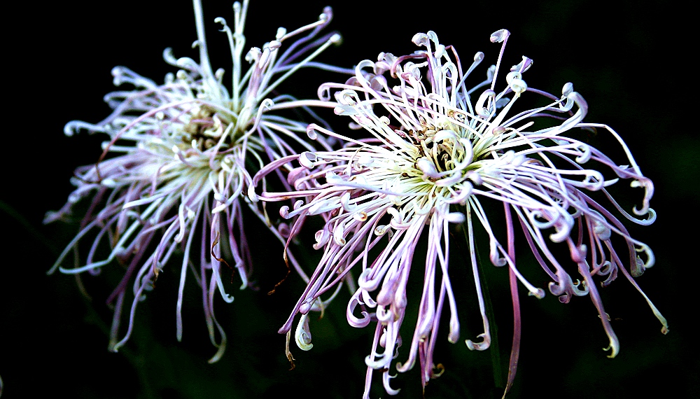 IMG_9401_10秋菊.jpg