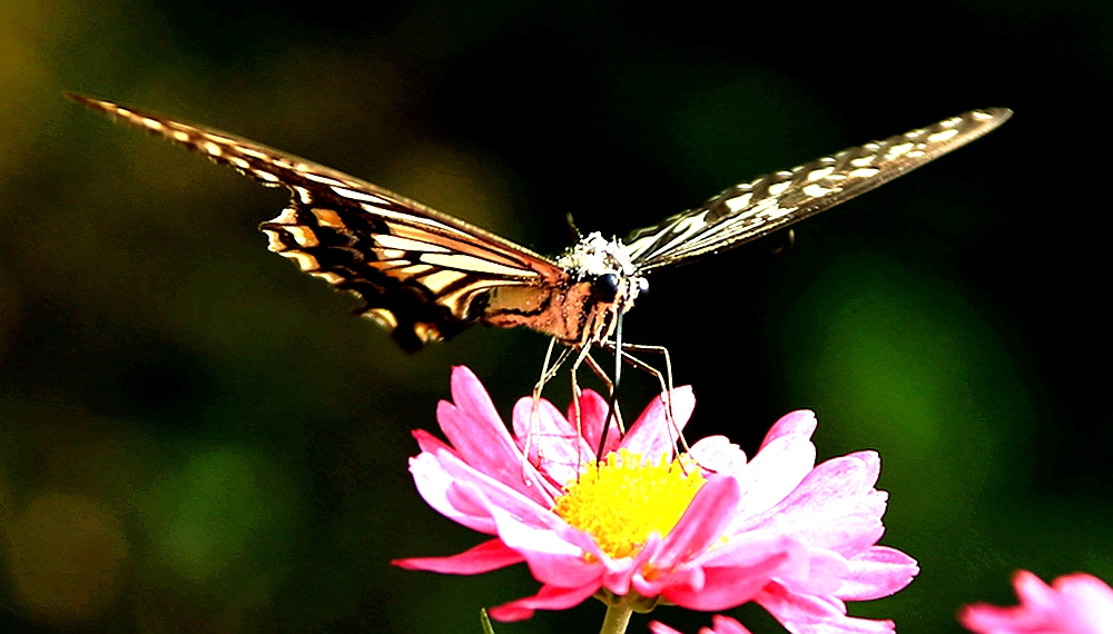 IMG_9291_10花·蝶.jpg