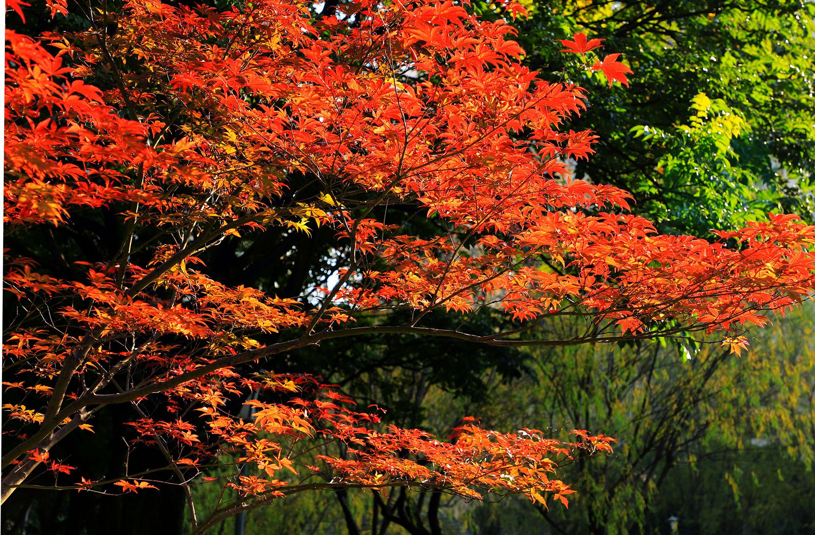 IMG_8915_副本.jpg