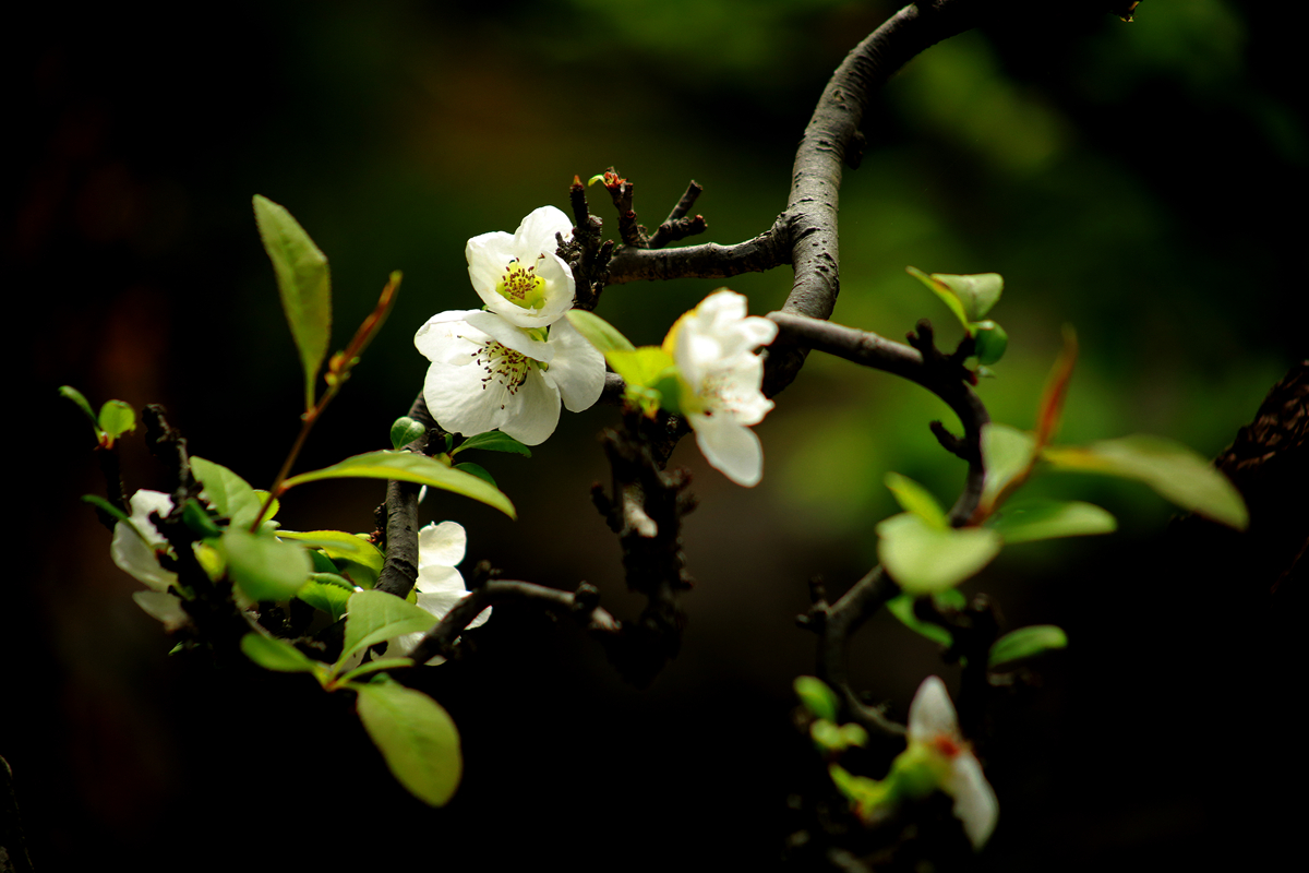 FU2A0436.JPG