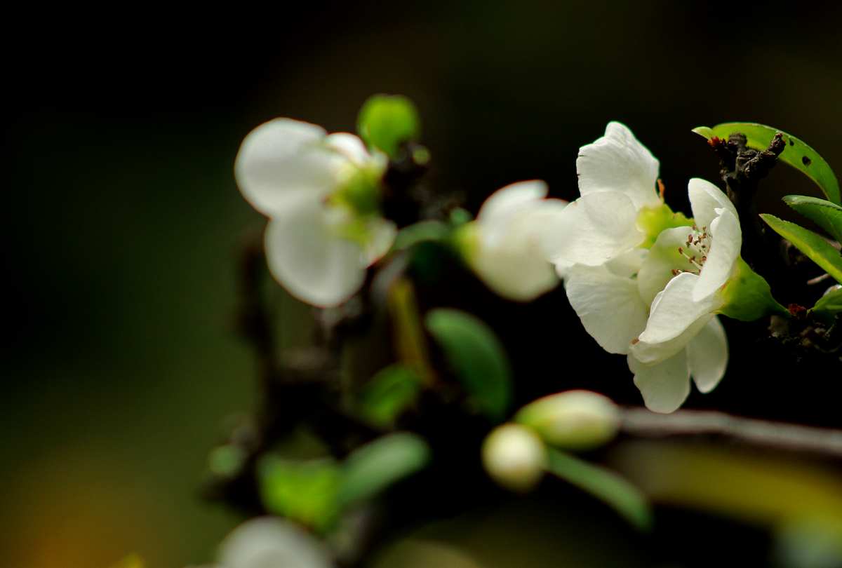 FU2A0442.JPG