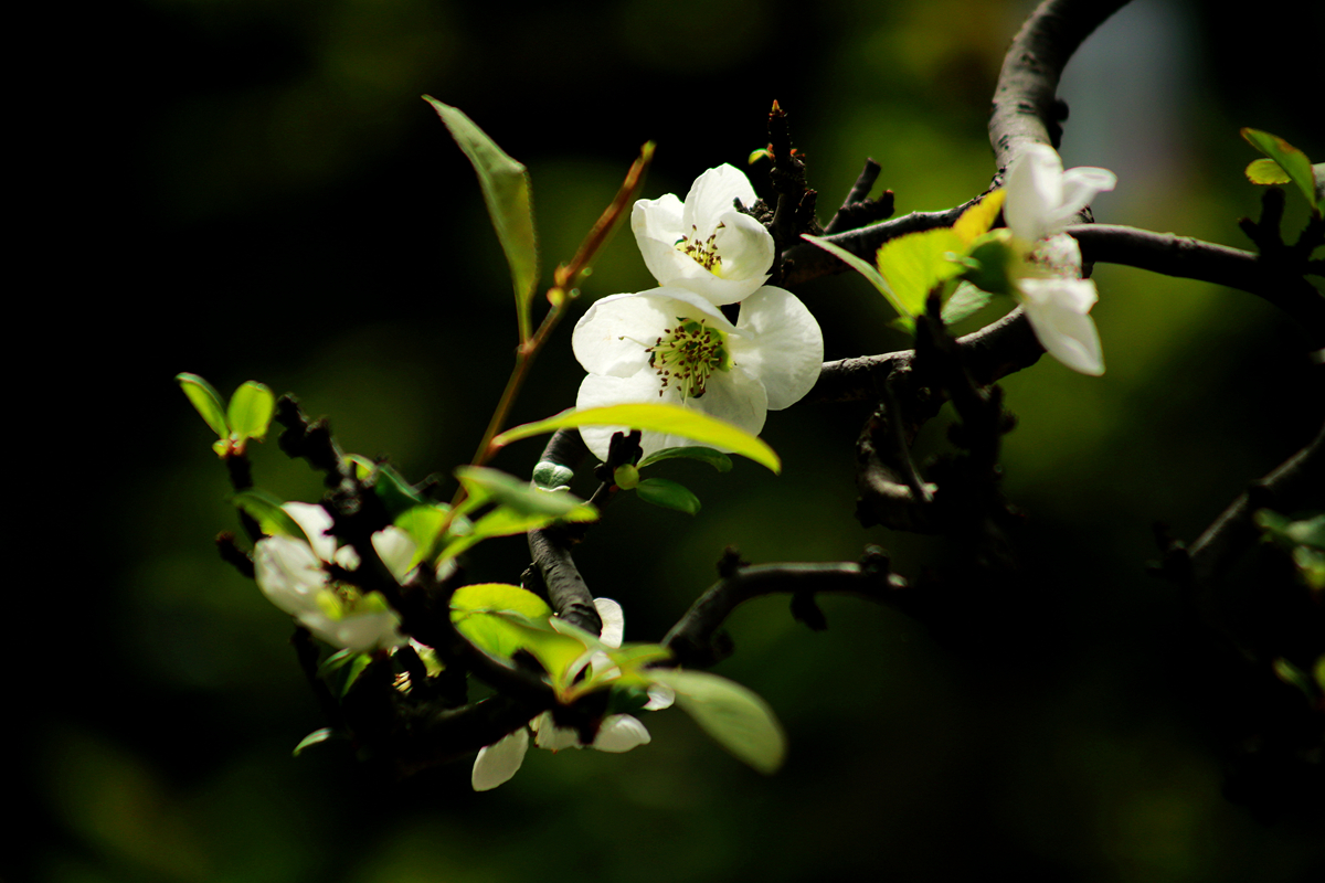 FU2A0496.JPG