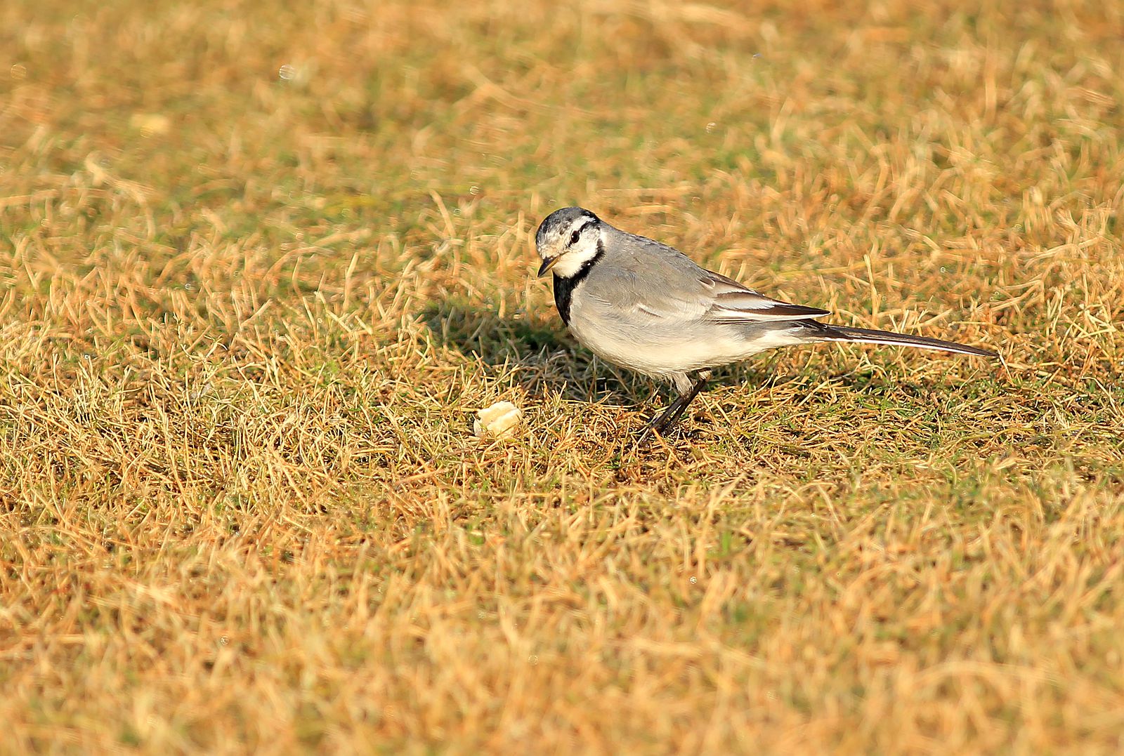 IMG_7160_副本.jpg