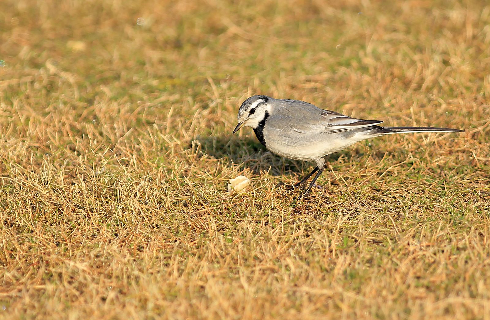 IMG_7162_副本.jpg