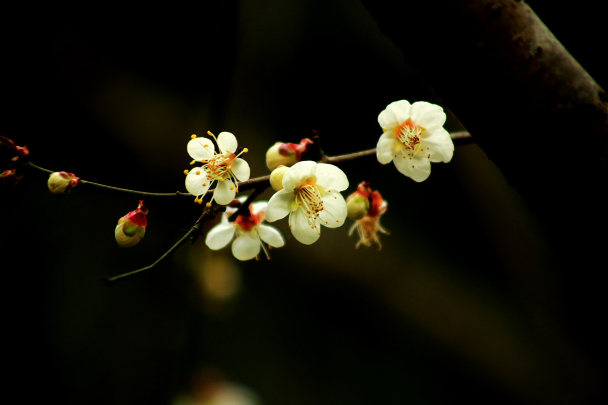FU2A0010.JPG