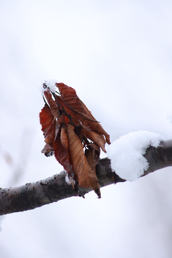 2I0A1186雪润（2）.JPG