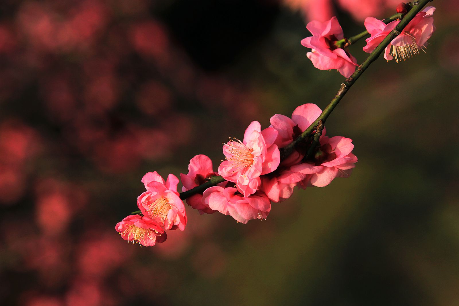 IMG_7196_副本.jpg