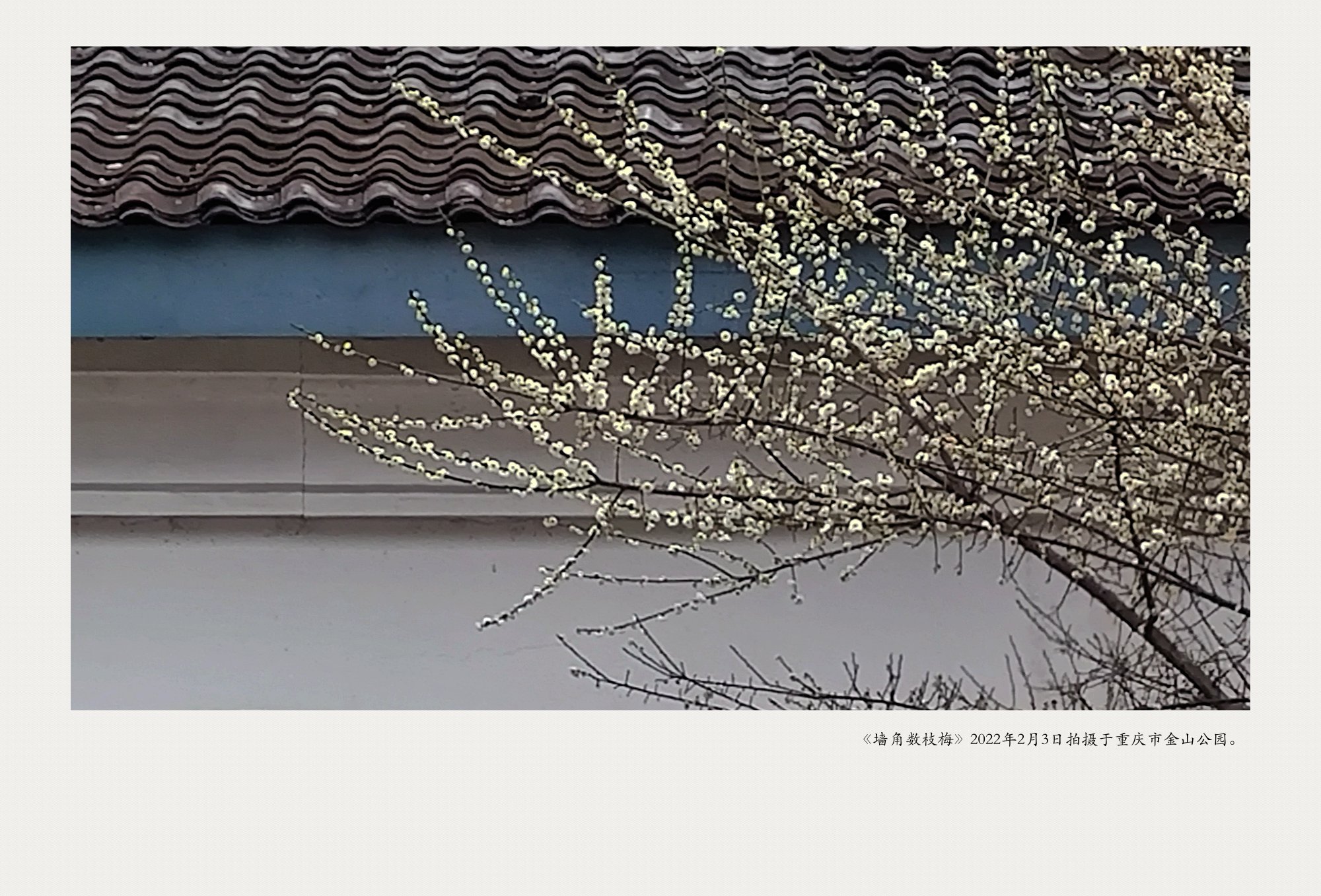 IMG_20220201_145052_副本_副本.jpg