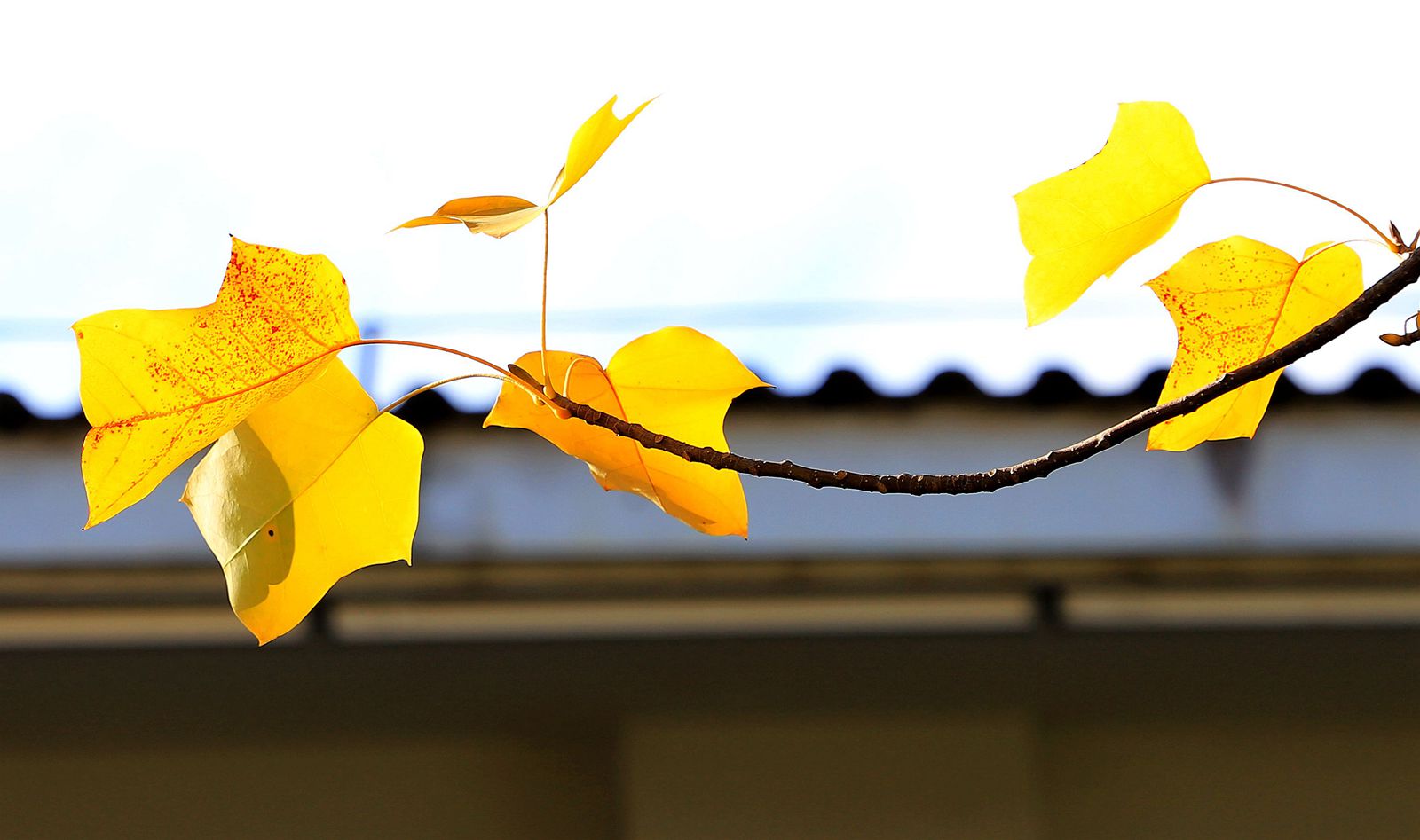 IMG_9125_副本.jpg