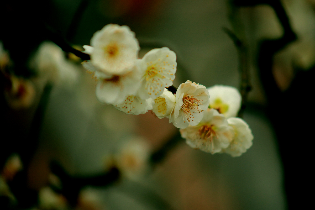 FU2A0031.JPG