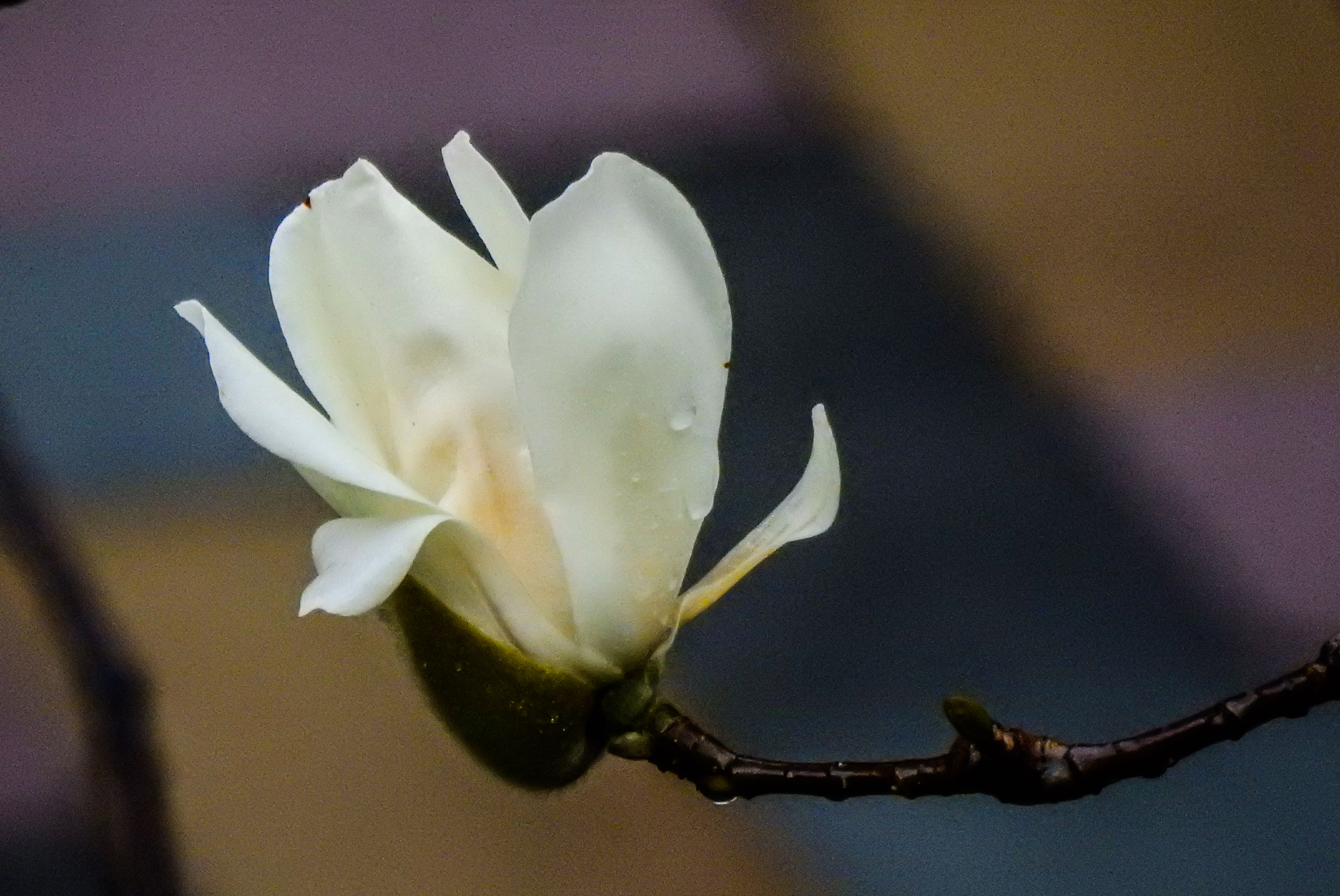 11DSCN6495.jpg