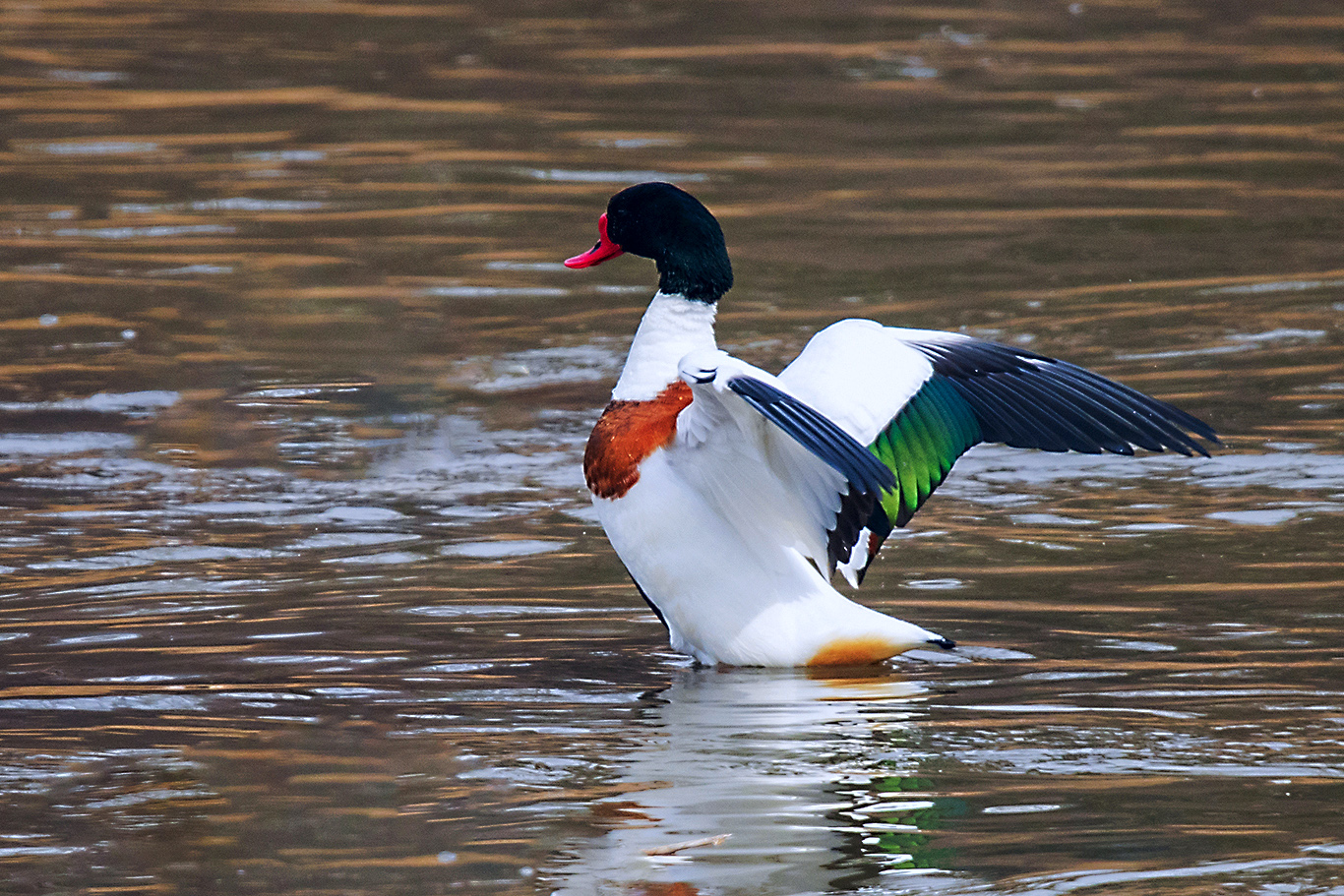 _MG_3658.JPG