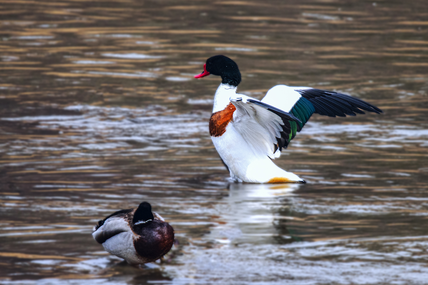 _MG_3660.JPG