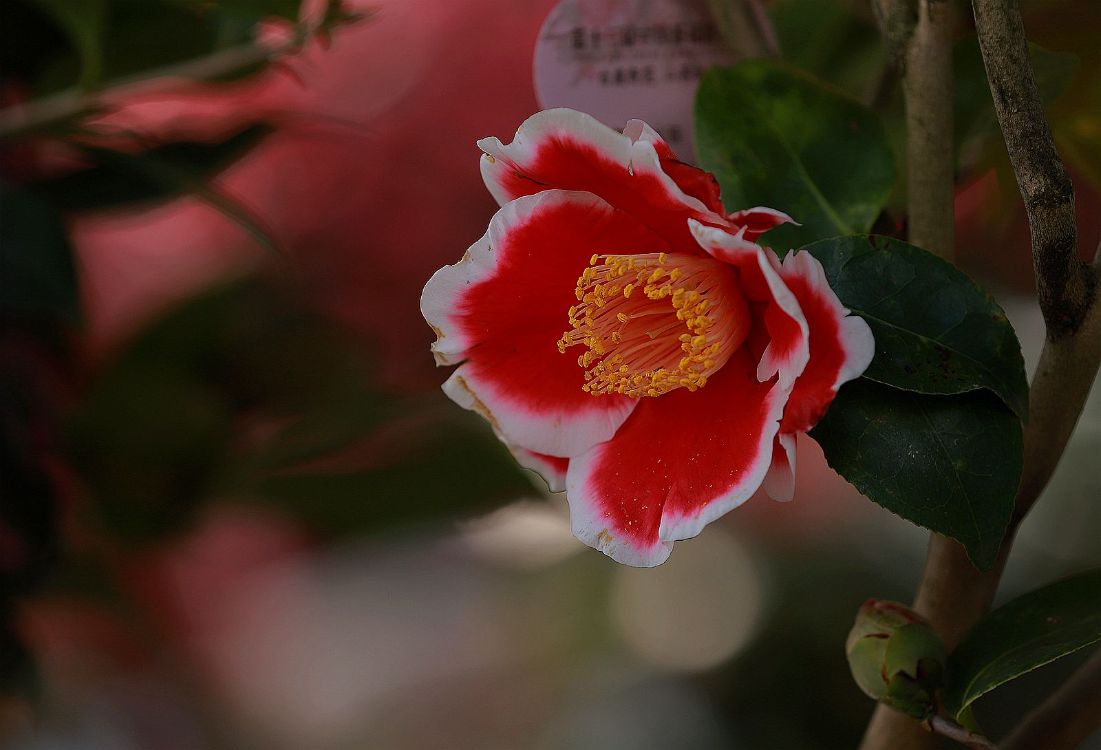IMG_2363_副本.jpg