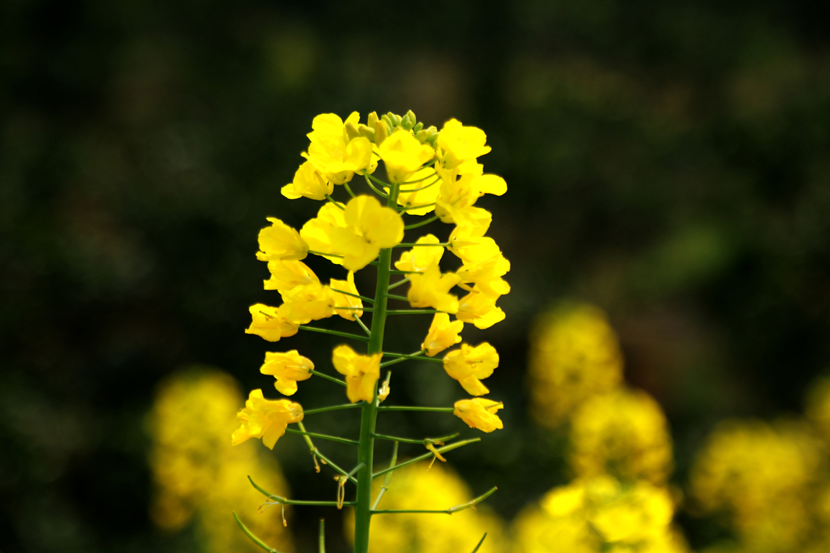 FU2A0081.JPG