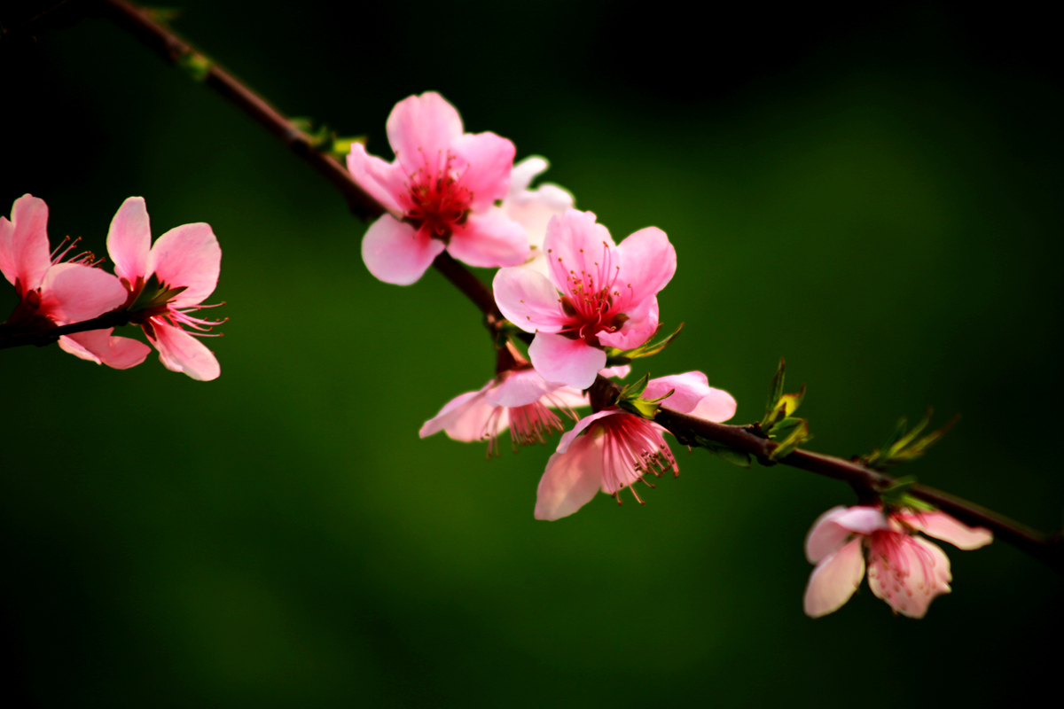 FU2A0041.JPG