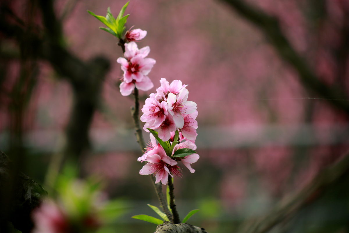 FU2A0340.JPG