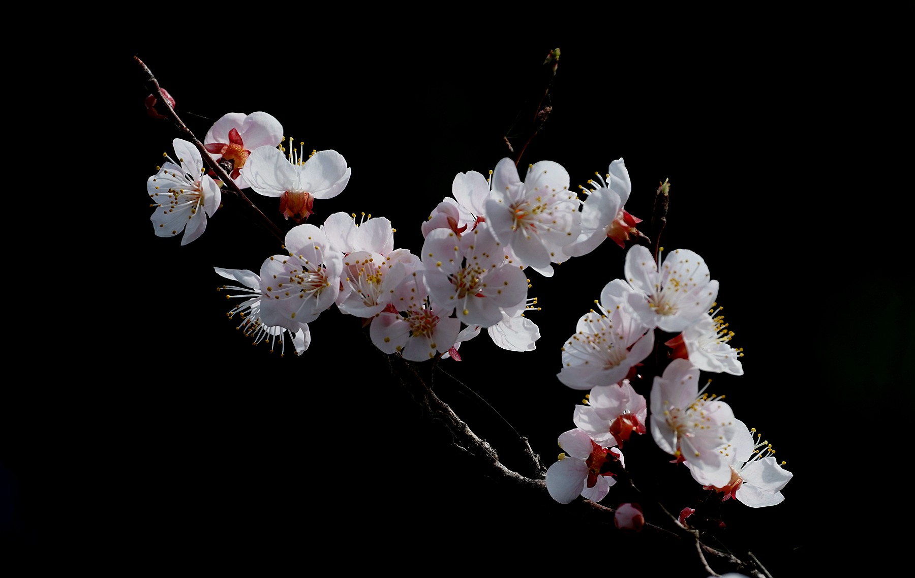 DSC02737_副本.jpg