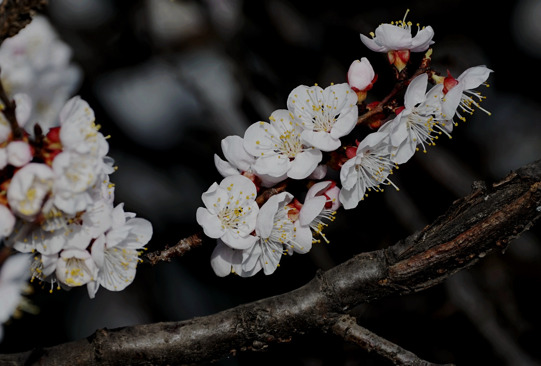DSC02742_副本.jpg