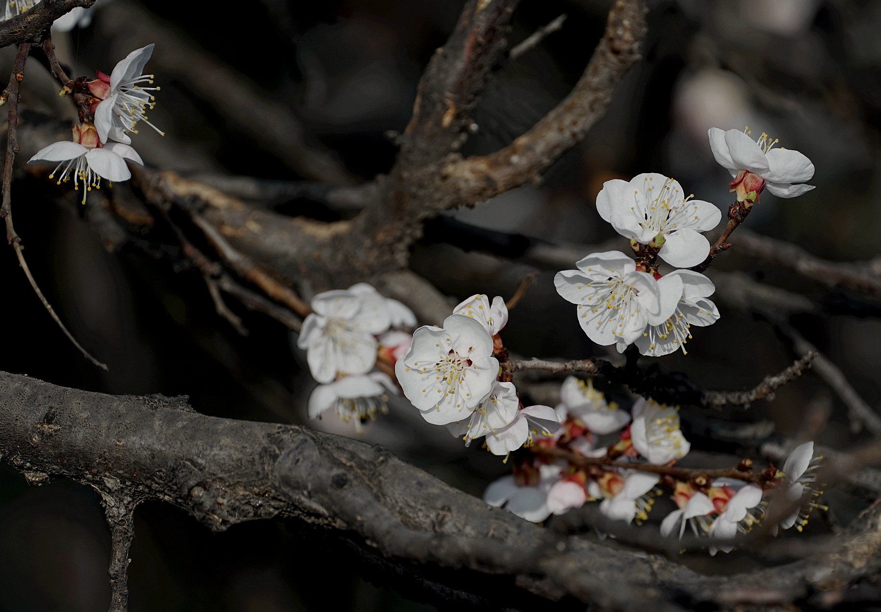 DSC02741_副本.jpg