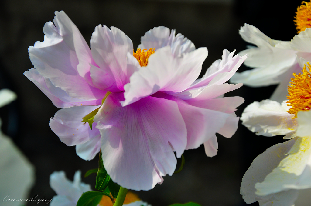 DSC_0014.JPG