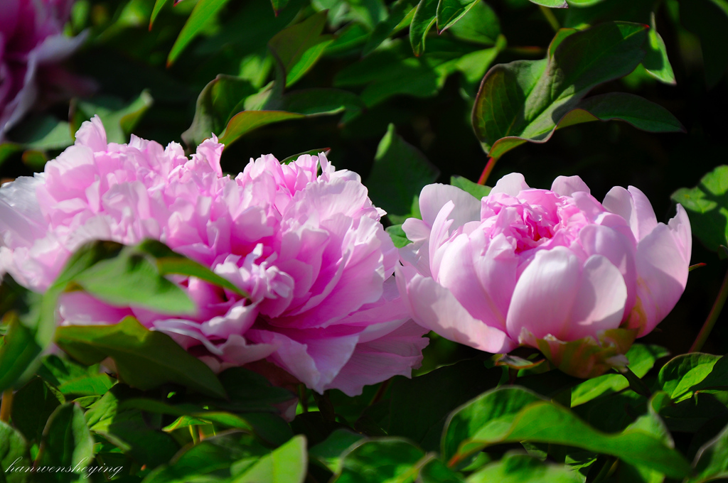 DSC_0018.JPG