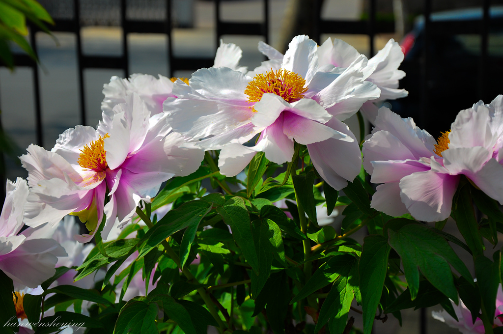 DSC_0015.JPG