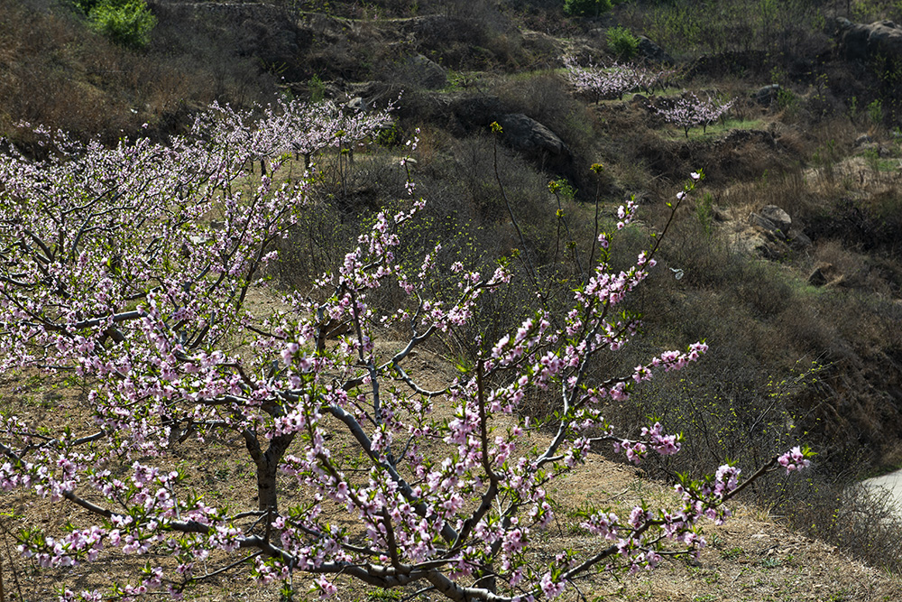 _DSC8390拷贝ys.jpg