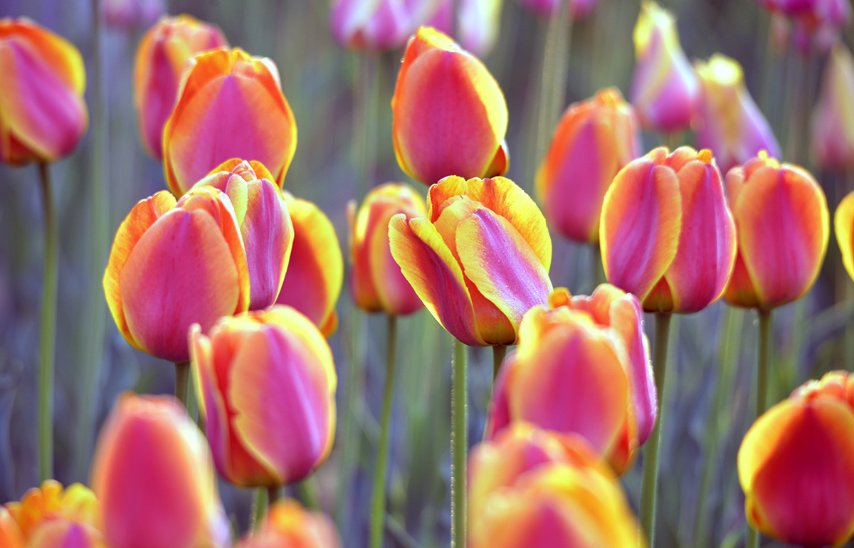 _DSC0032.JPG