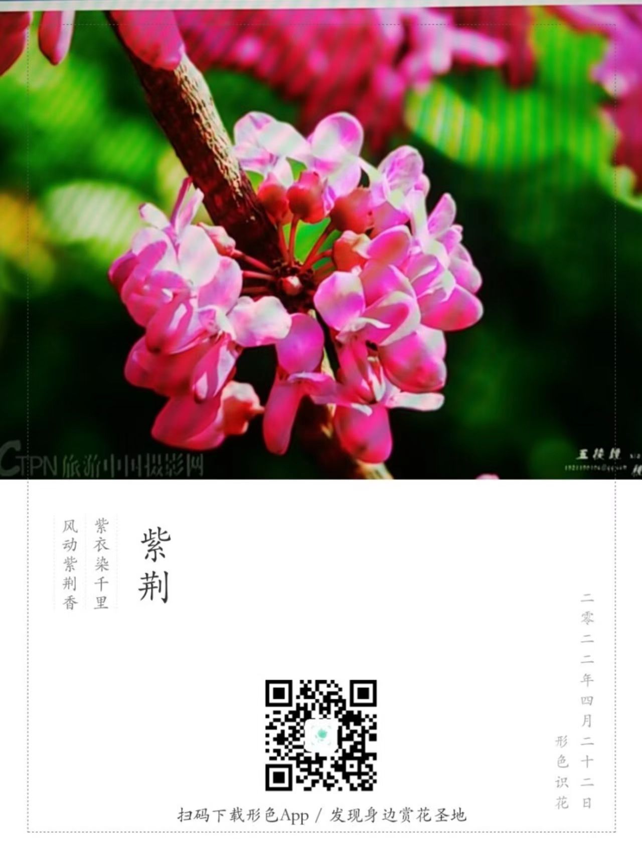 微信图片_20220422100144-紫荆花.jpg