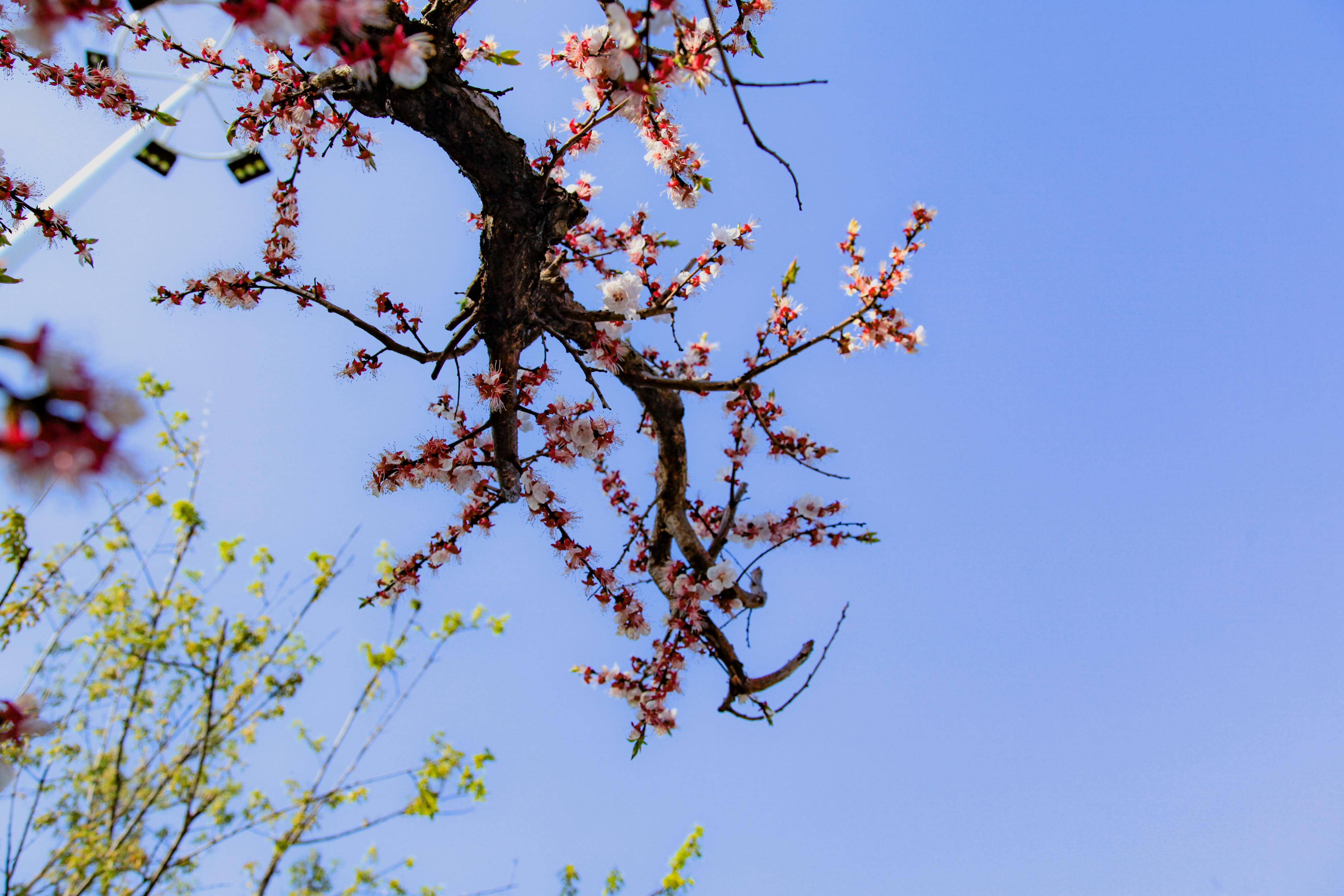 _MG_0078.jpg