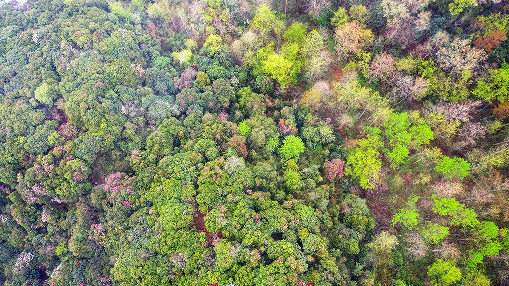 DJI_0385.jpg