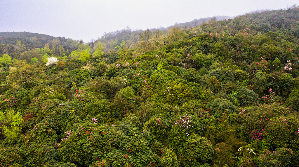 DJI_0378.jpg