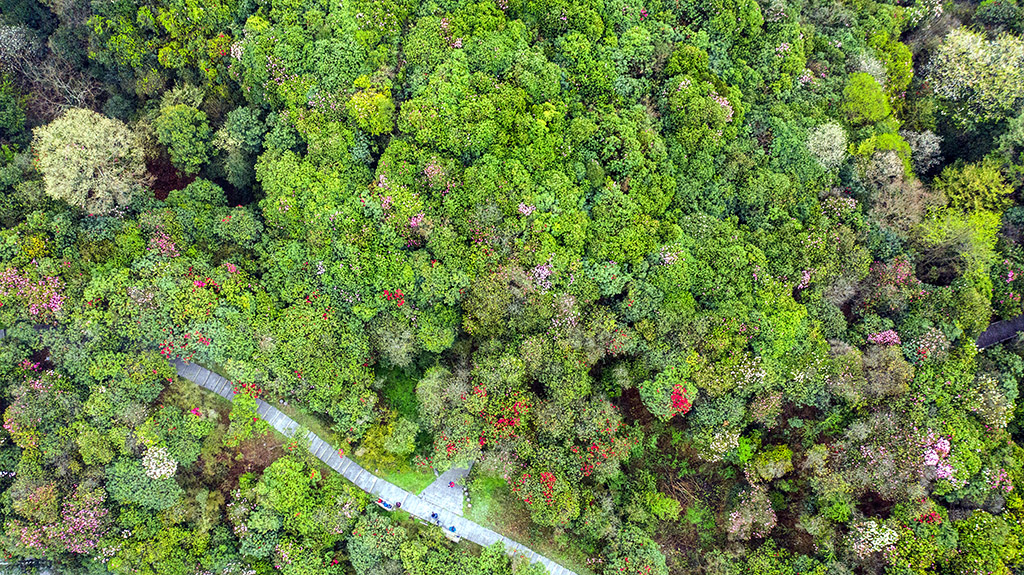 DJI_0388.jpg