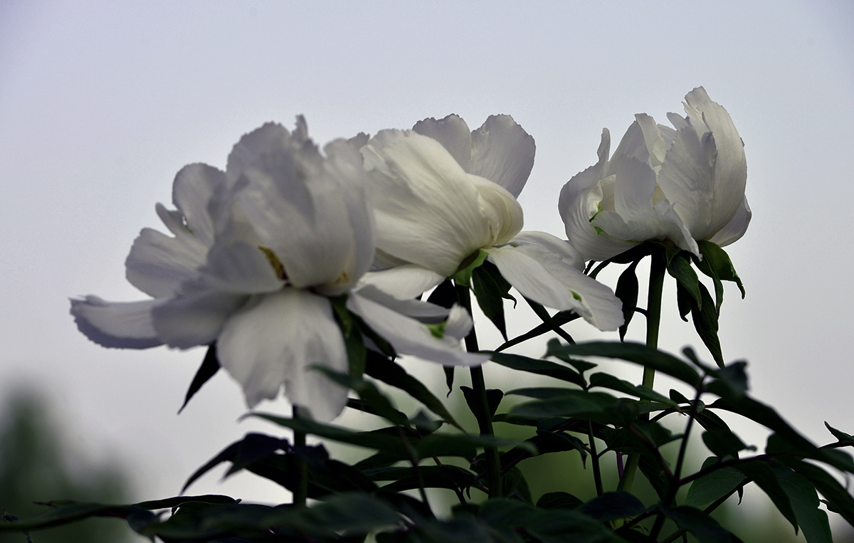 _DSC0048.JPG