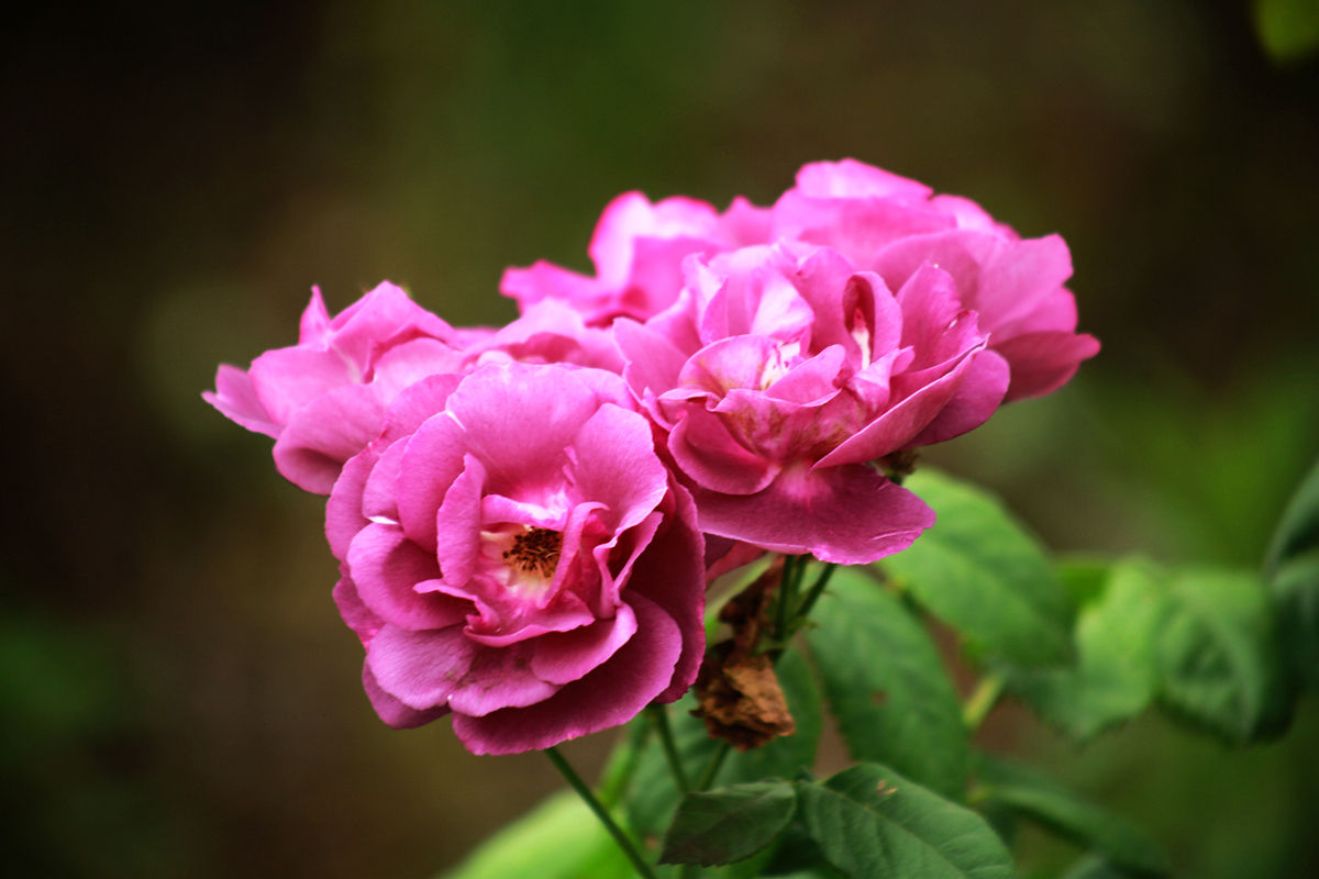 FU2A0076.JPG